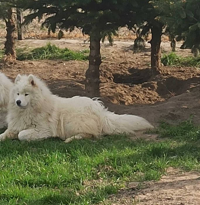 Dorosła sunia samojed/samoyed