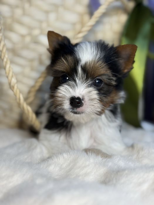 Дуже милий та красивий міні хлопчик бівер з документами КСУ