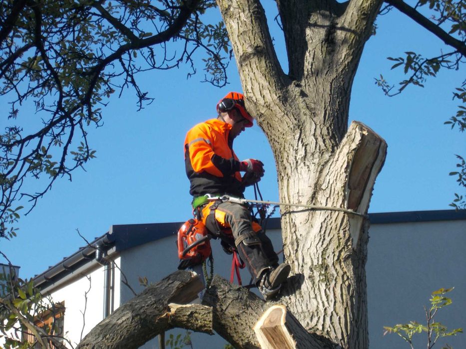 sprzątanie usuwanie rozdrabnianie gałęzi z działek rębakiem Łódź