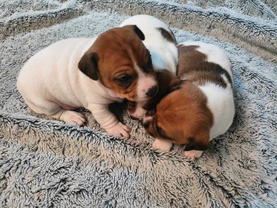 Szczeniaki Jack Russell Terrier