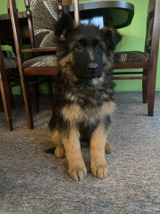 Owczarek Niemiecki długowłosy