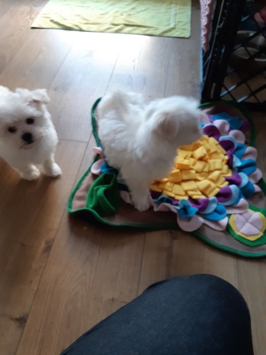 Maltanczyk suczka aktualne