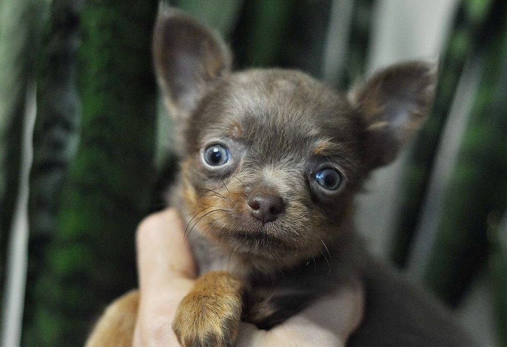 Мальчик той терьер