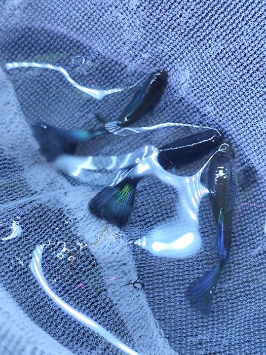 Guppys linha green Moscow