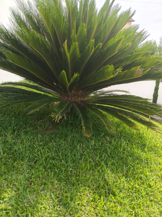 Palmeira Cica grande ( reservada)
