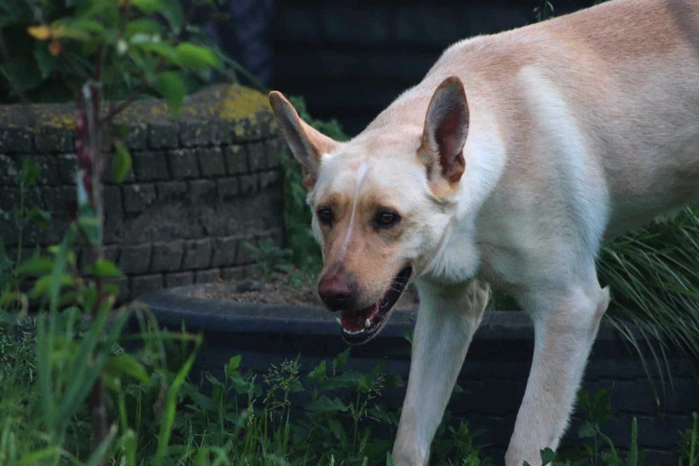 Zdunek – wspaniały towarzysz gotowy na nową rodzinę
