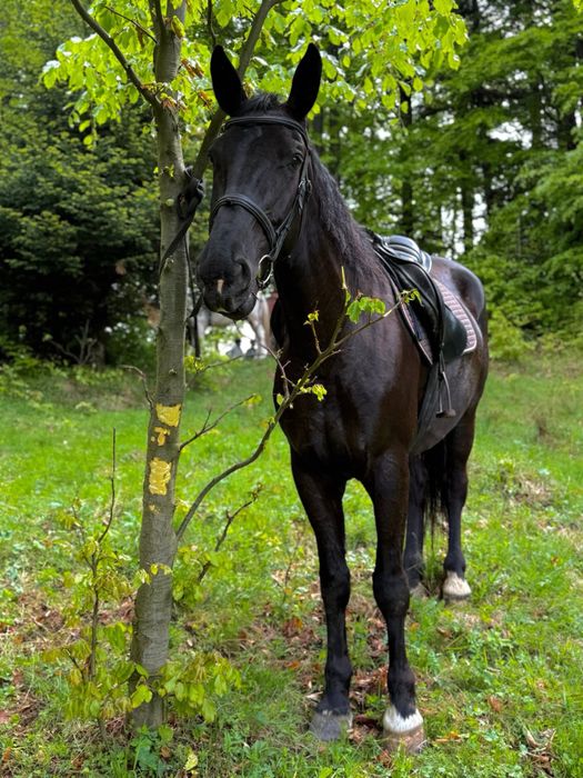 Duża Klacz śląska