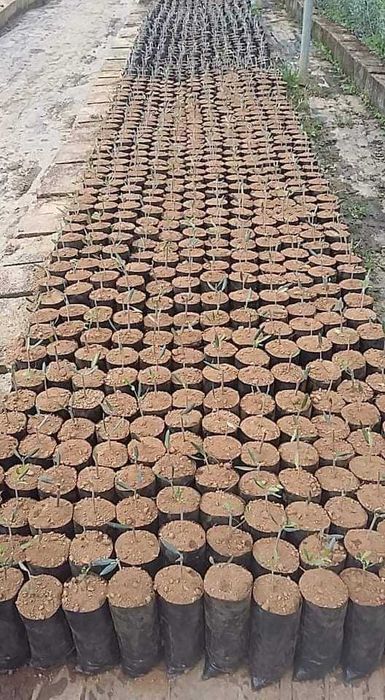 Oliveiras de viveiro