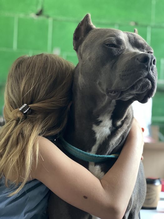 Пітбуль   в’язка