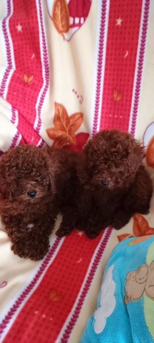 Pudel toy Red Braun piesek po chińskich rodzicach.