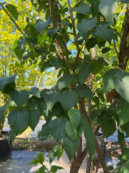 Lilak pekiński China Snow