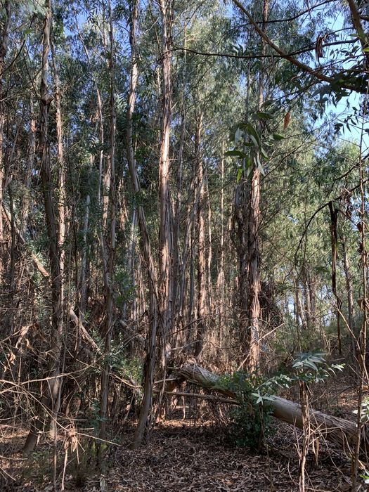 Vendo madeira em pé, bons acessos!