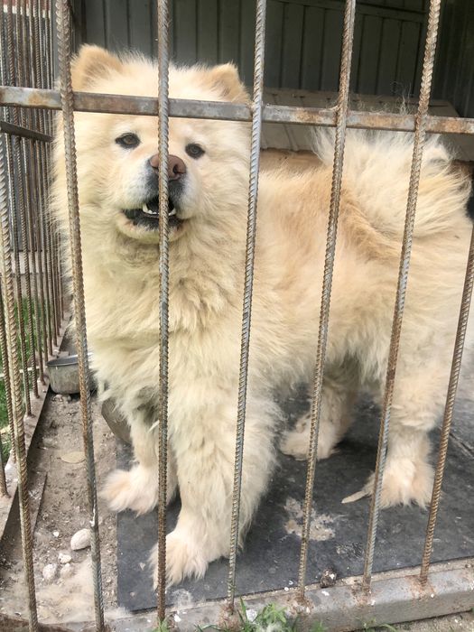 Чау-чау , вязка