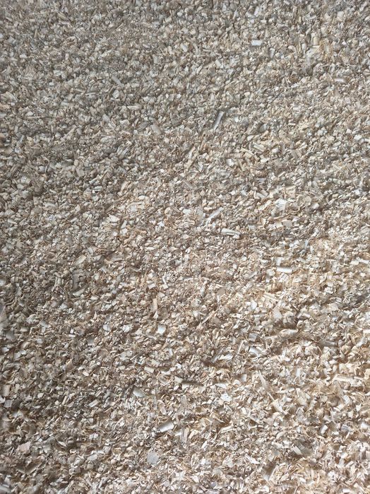 trocina sucha świerkowa