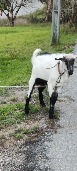Casal de cabras     .