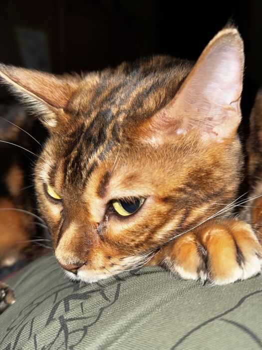 Бенгальская кошечка