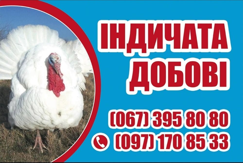 Кури ВЕЛИКИЙ Вибір,Індичата,Качки,Гуси.