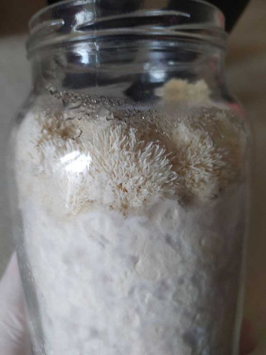 СКИДКА ‼️ Ежовик  250 грамм