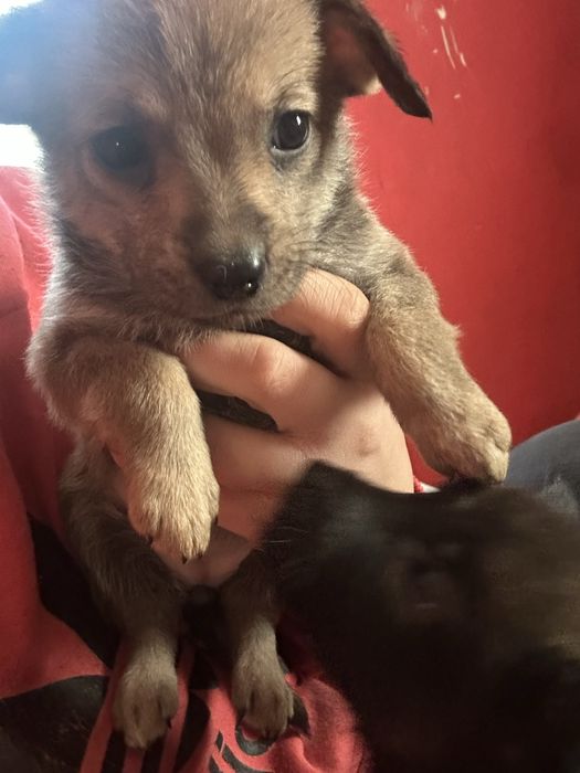 Oddam  za darmo szczenieta !!!