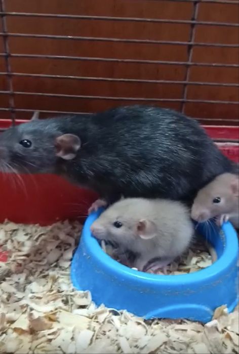 Крыска ручная