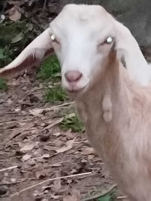 Vendo cabrito de boa qualidade