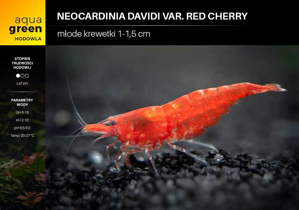 Krewetki Neocardinia davidi var. Red Cherry (krajowa!)