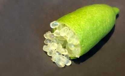 Planta de Limão Caviar diversas cores