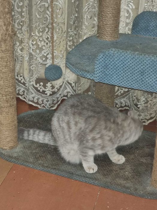 Вислоухий мальчик окрас голубое золото