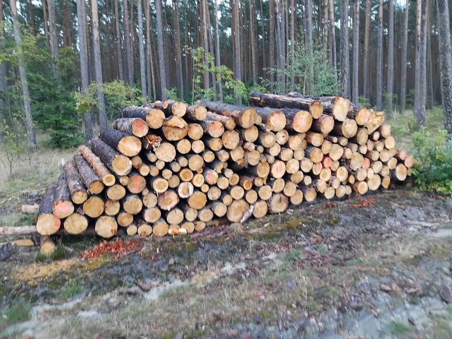 Drewno opałowe suche