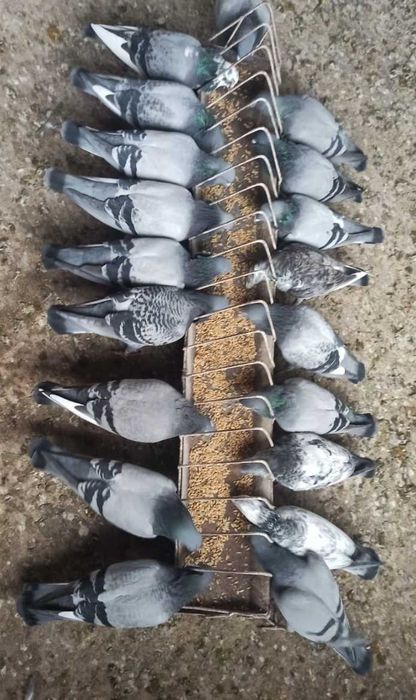 Sprzedam Gołębie pocztowe Stiechelbaut