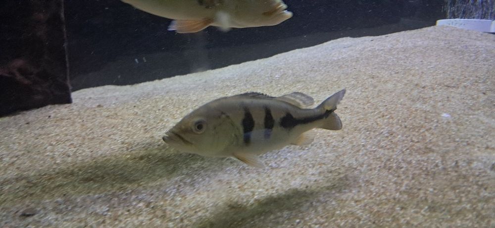 Vendo 5 especies de cichlas