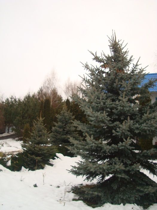 Продам красиві живі голубі ялинки, туї, для пересадки