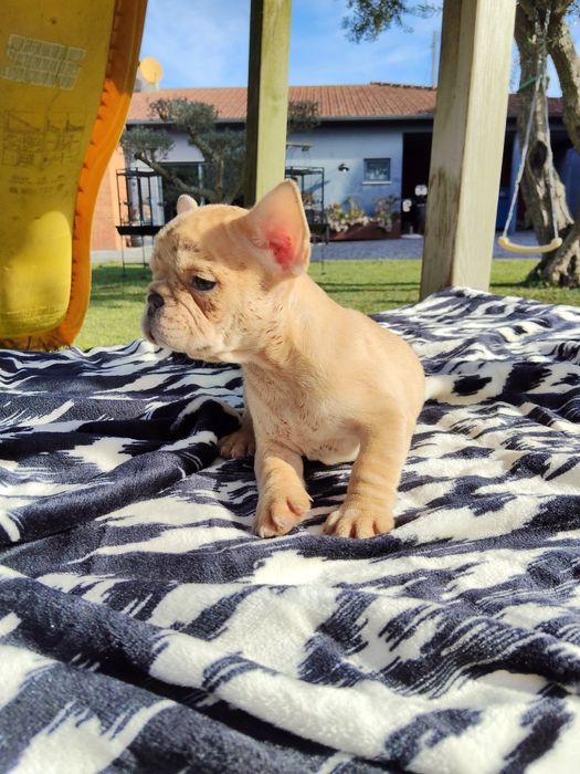 Bulldog Francês Lilac Fawn