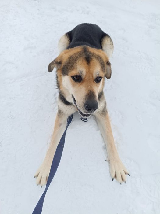 Duża i łagodna suczka Atena do adopcji