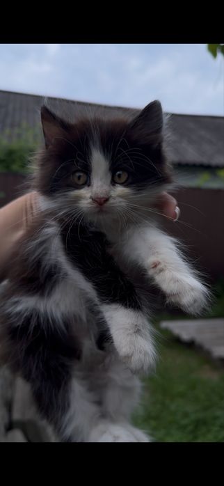 Дарю кошку 2 месяца, котенок девочка