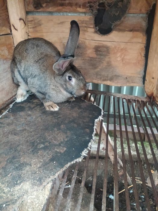 Продаються кролики.