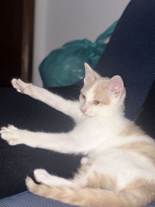 Gatinho macho para Doação