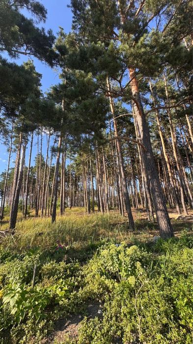 Дуплекс навпроти соснового лісу 120м, ділянка 3,5 сотки