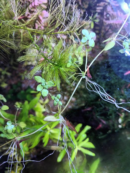 Planta de superfície