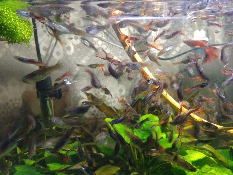 Гуппи    ассорти