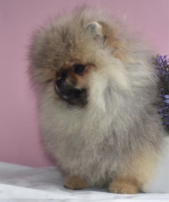 Мішка хлопчик