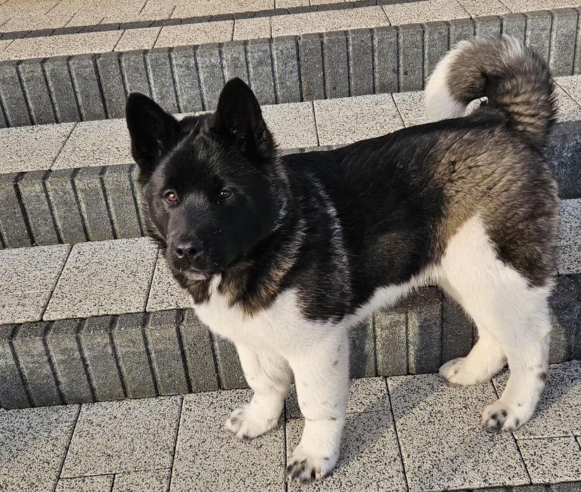 Akita Amerykańska Piesek