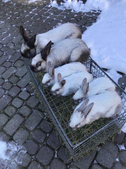 Кролі породи саландер