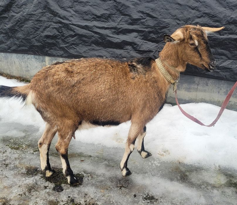 Sprzedam kozę  alpejską