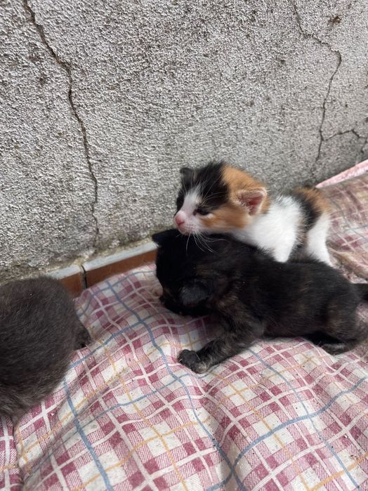 Gatinhas procuram novo lar