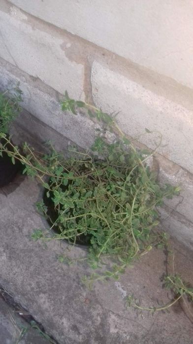 Мята лечебная ,чабрец садовый пестролистный