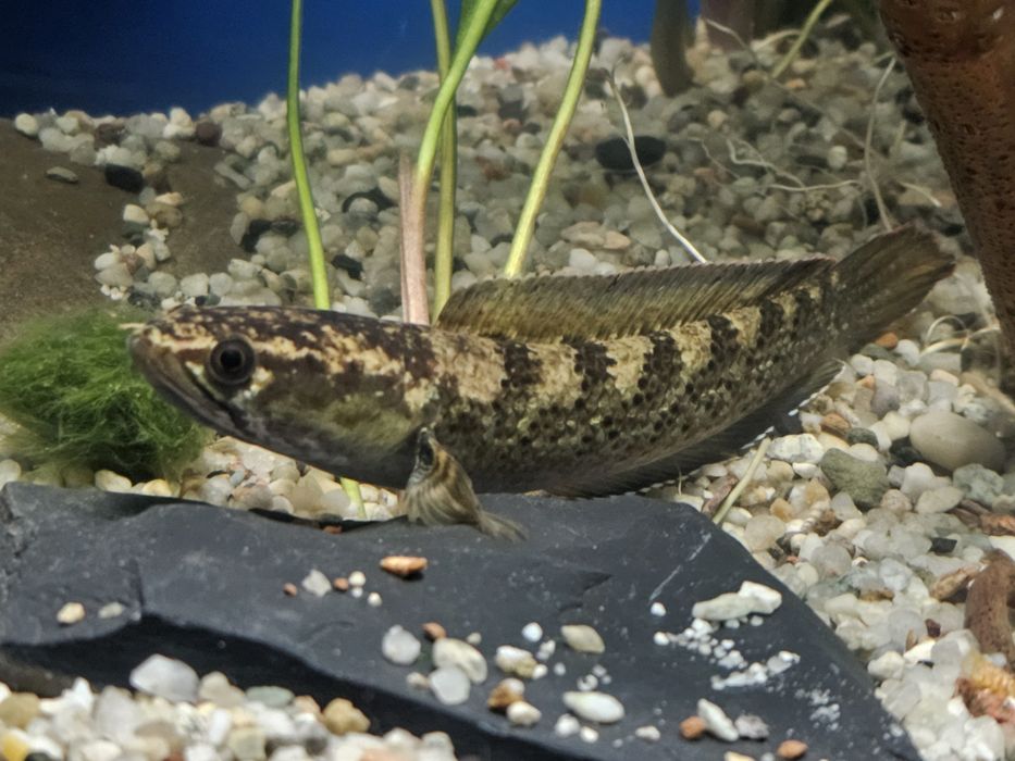 Wężogłów Channa Stewarti