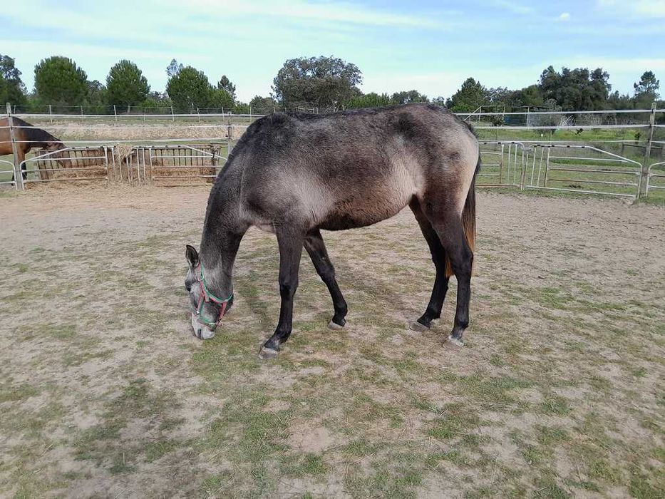 Linda poldra PSL Lusitana Pura