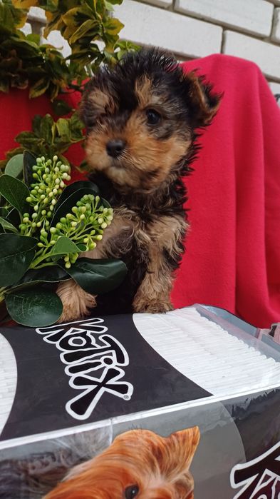 Класні,милі малята -йорчики.