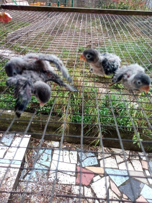 Agapornis p/criar à mão